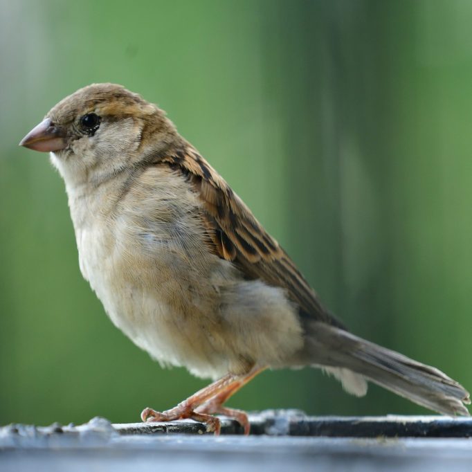 Eye on the sparrow