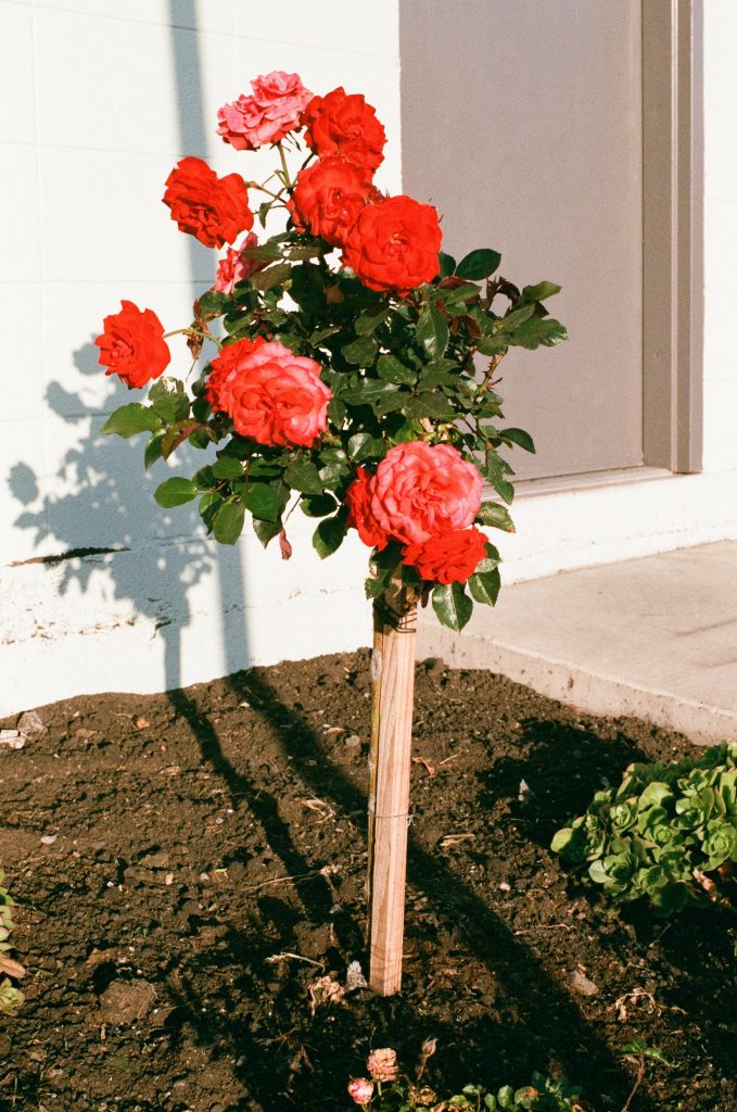 planted
