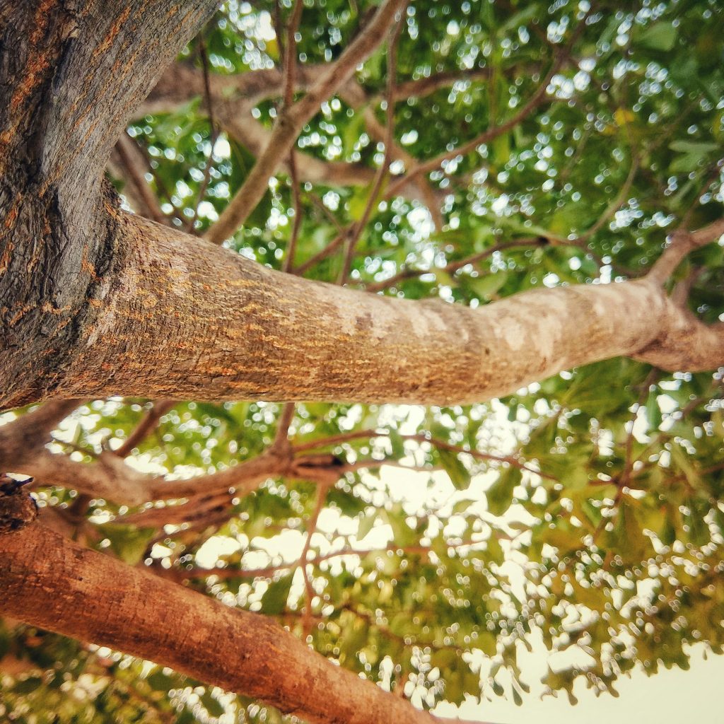 THE MIGHTY ARM OF GOD