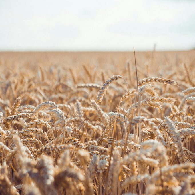 THE REALITY OF GRACE
