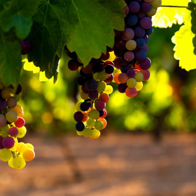 FRUITFULNESS IS GOD’S DESIRE